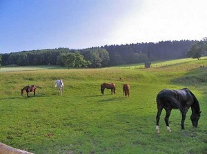 Pferde auf der Weide