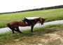 Kleine Pause vom Reiten am Wasser