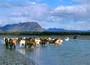Mit den Islandpferden im Wasser
