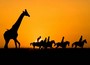 Pferdesafari in Afrika