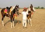 Pferdesafari in Asien
