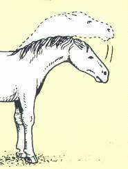 agessives Pferd