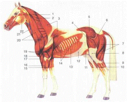 Die Muskulatur der Pferde