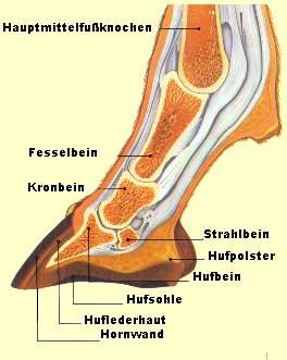 Huf von der Seite