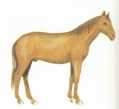 Leberfuchs